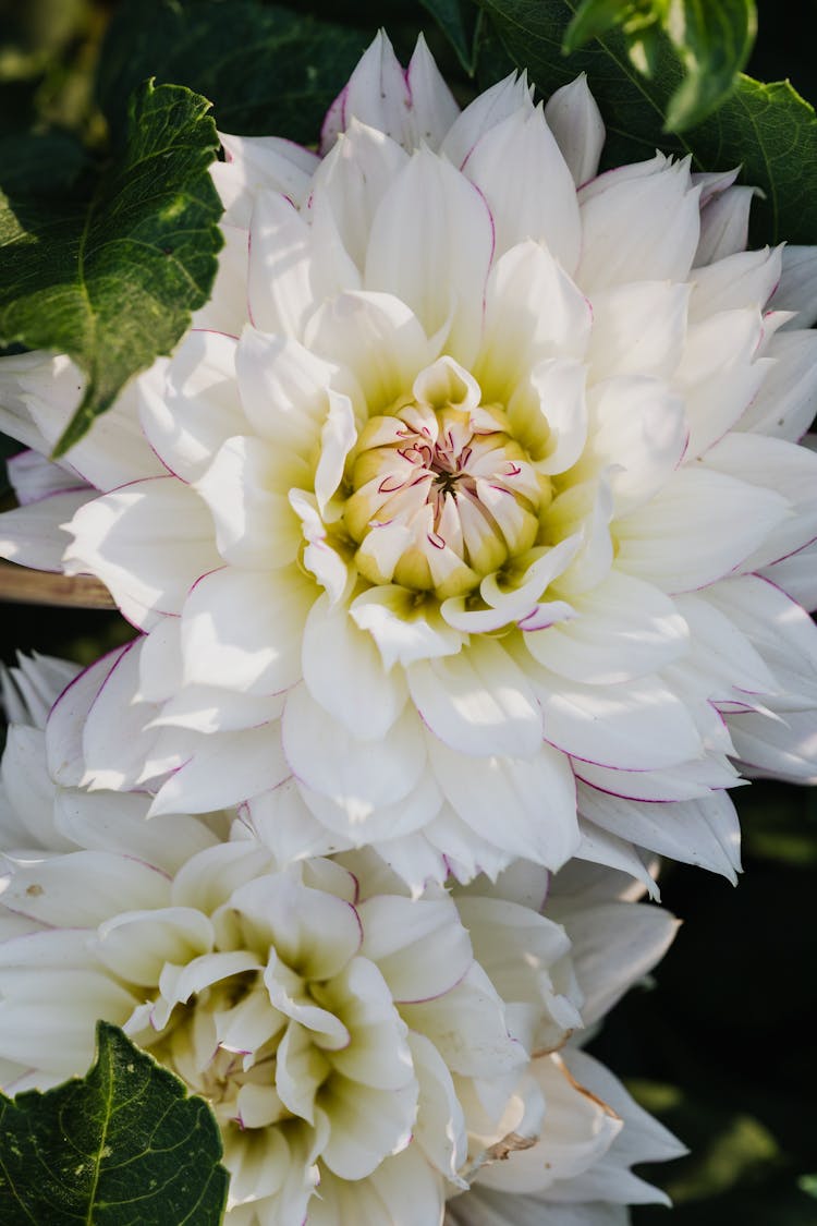 Close-up Of White Dahlia Flowers