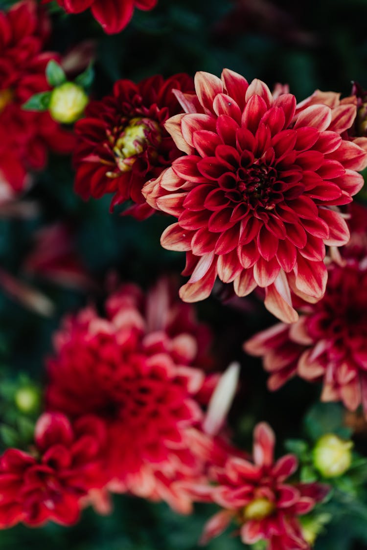 Close-up Of Red Dahlias