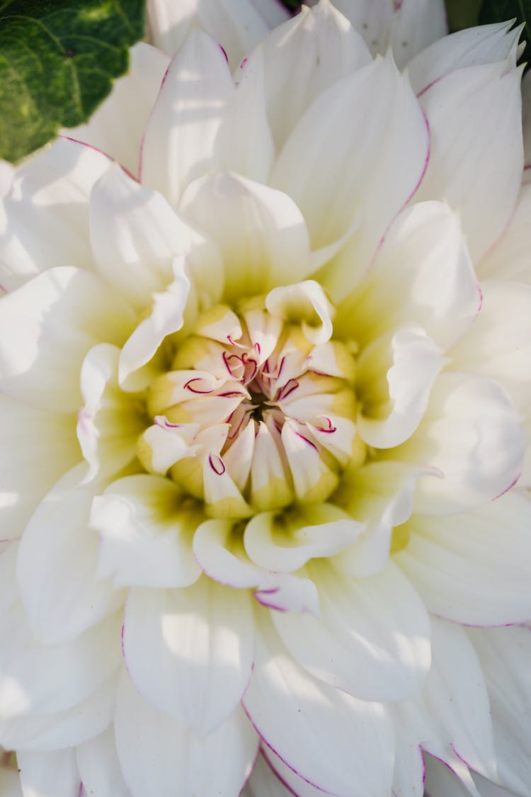 Photo Of A White Dahlia Flower