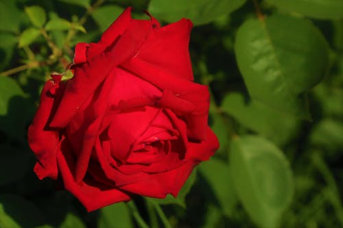 Free stock photo of nature, red, red rose