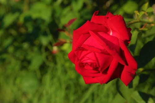 Free stock photo of nature, red, red rose