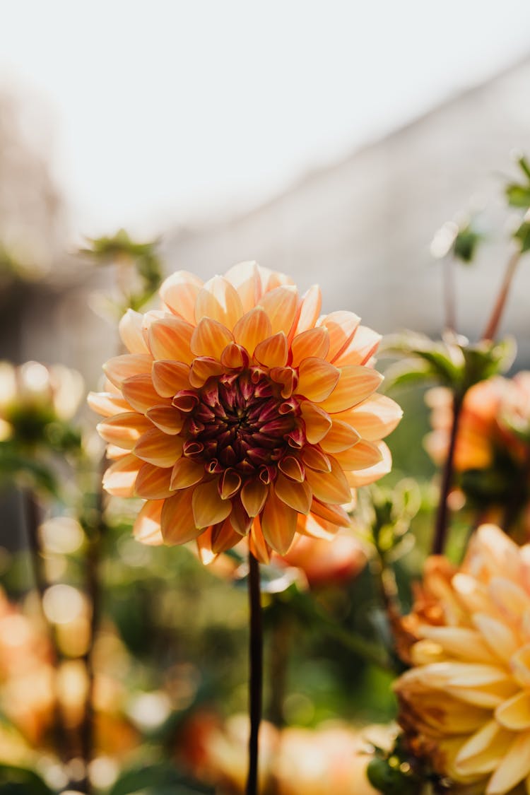 Close-up Of Flower Growing In Field