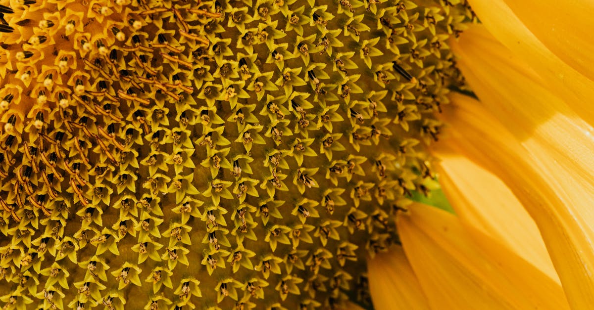 How to roast sunflower seeds without shell