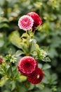 Close-up of Beautiful Red and Pink Dahlia Flowers