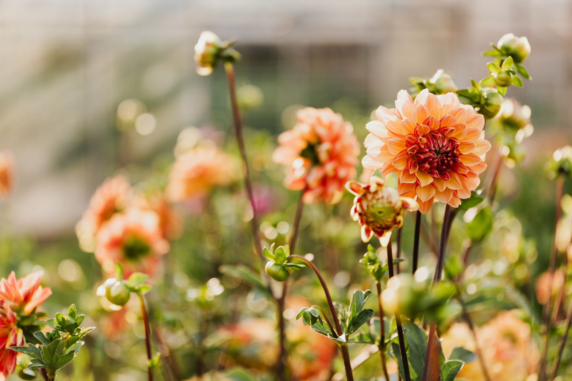 Bright orange dahlias in sunlit garden setting, capturing the essence of nature's beauty.