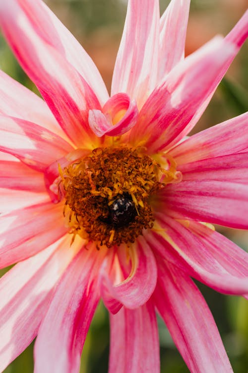 Foto profissional grátis de botânica, flor cor-de-rosa, inseto