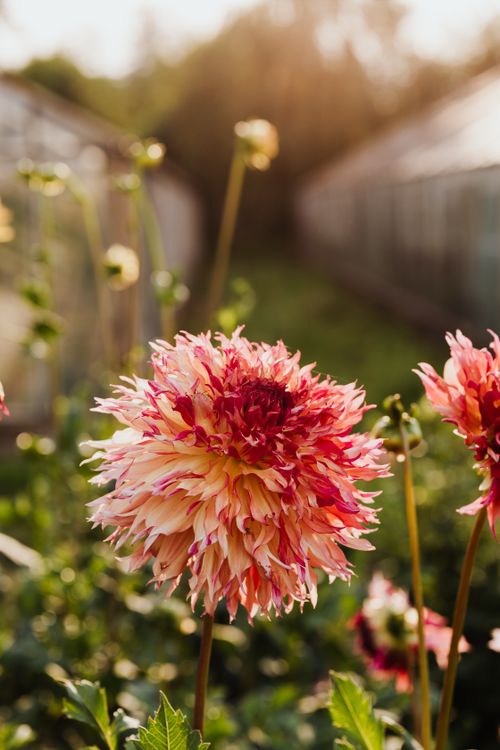 Close-up of a Dahlia Flower · Free Stock Photo