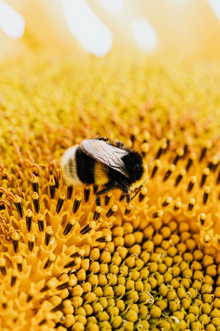 Bee On A Yellow Flower