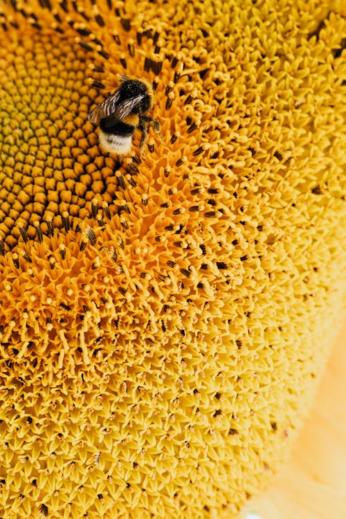 Free Bee on a Yellow Flower Stock Photo