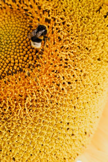 Close-up image of a bee collecting pollen on a vibrant yellow sunflower with visible textures.