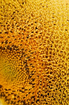 Extreme close-up of a sunflower's vibrant yellow center showcasing intricate patterns.