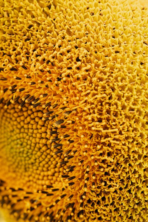 Free Yellow Sunflower in Close Up Photography Stock Photo