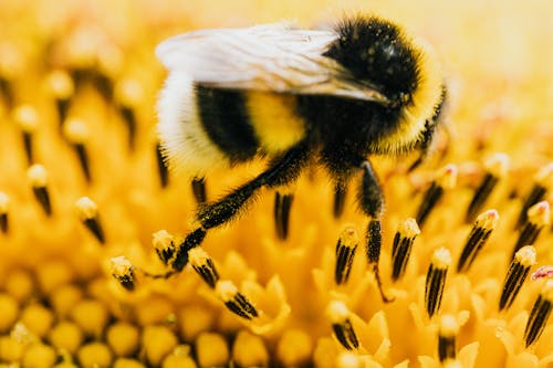 Kostnadsfria Kostnadsfri bild av bi, blomma, gul Stock foto