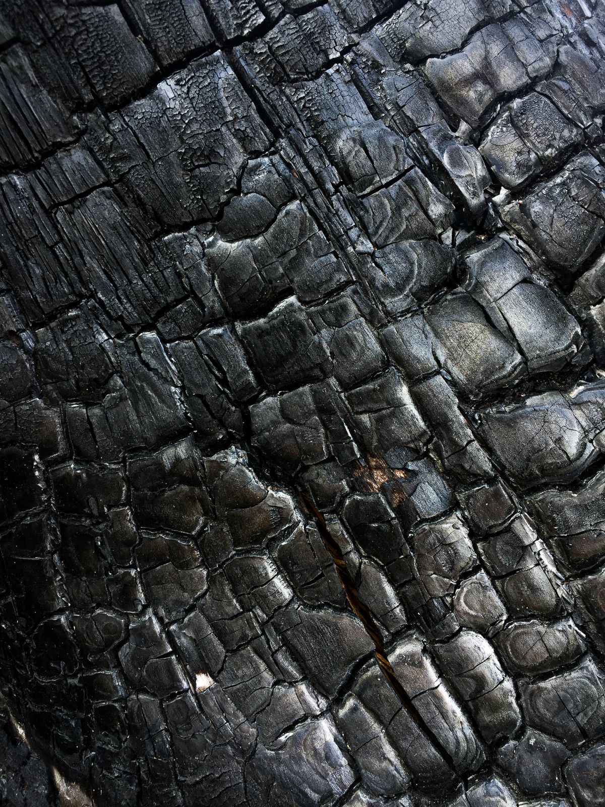 Close-up of the distinctive alligator-scale char pattern formed during yakisugi burning — the surface that has already undergone decay, so the wood beneath never has to.