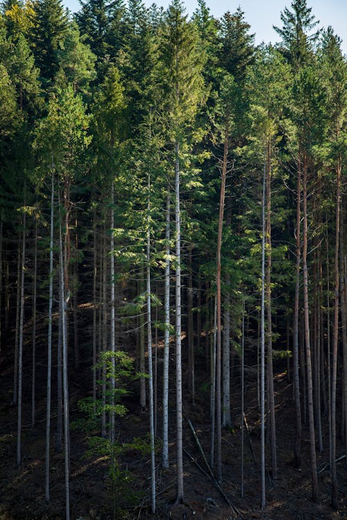 Free Tall Trees in the Forest Stock Photo