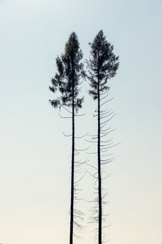 Minimalist silhouette of two tall pine trees against a bright sky with ample copyspace.