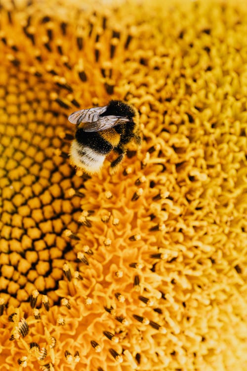 Ücretsiz arı, ayçiçeği, böcek içeren Ücretsiz stok fotoğraf Stok Fotoğraflar
