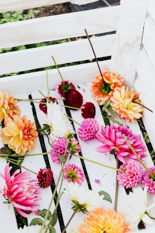 Imagine de stoc gratuită din a închide, colorat, flori
