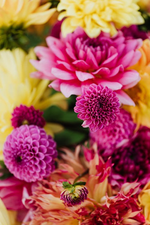 Free Close up of Flowers Stock Photo