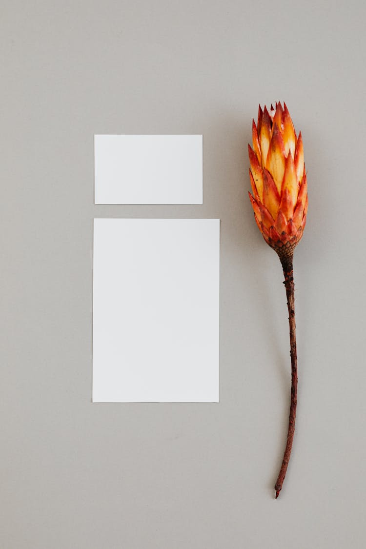 Blank Cards With Flower