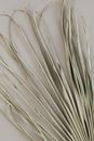 White and Brown Feather Illustration