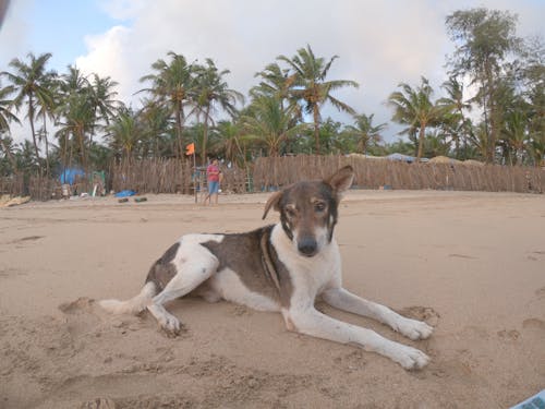 Free stock photo of beach, dog, gopro Stock Photo