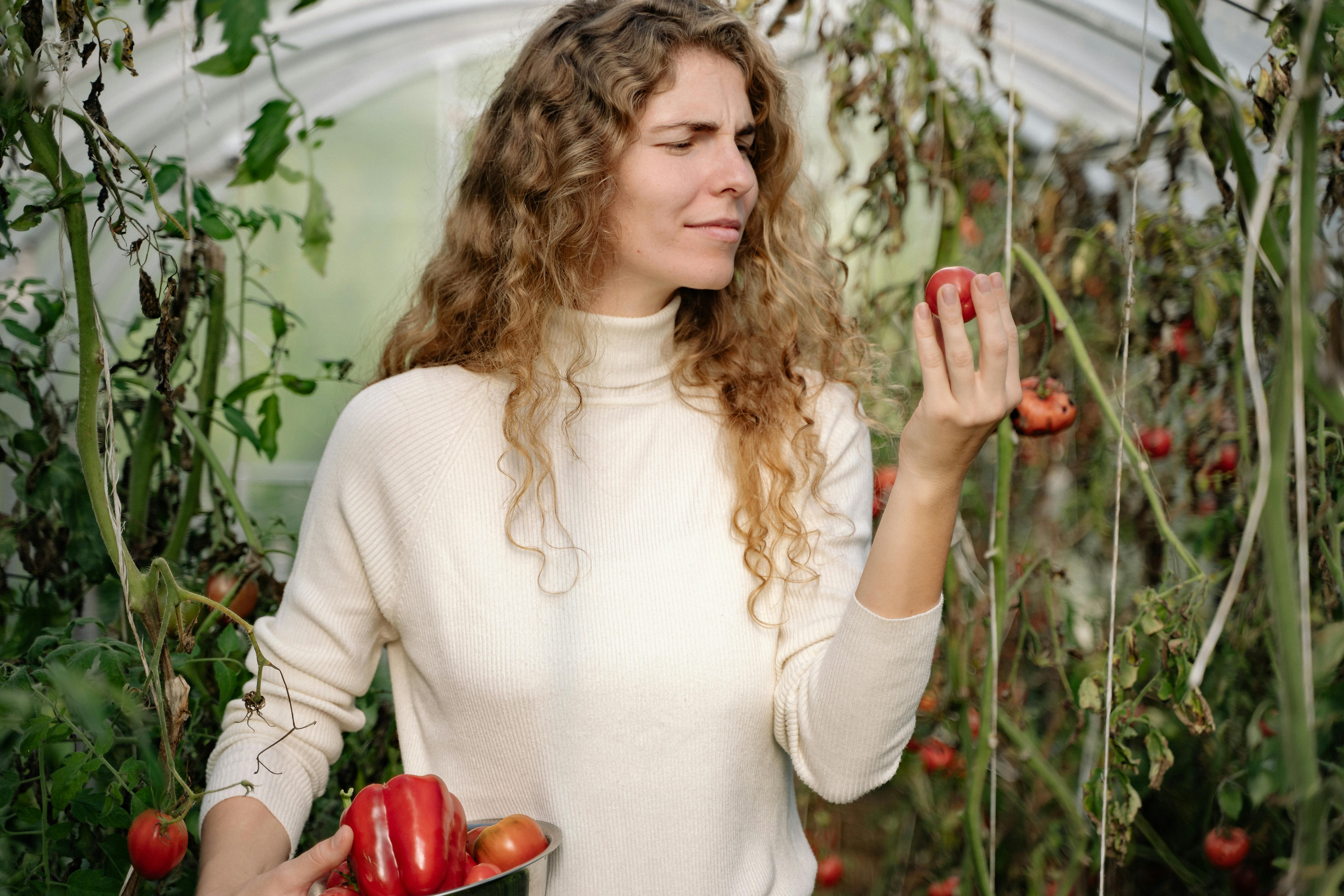 Caucasian woman holds tomatoes in a lush greenhouse setting. Organic farming concept.