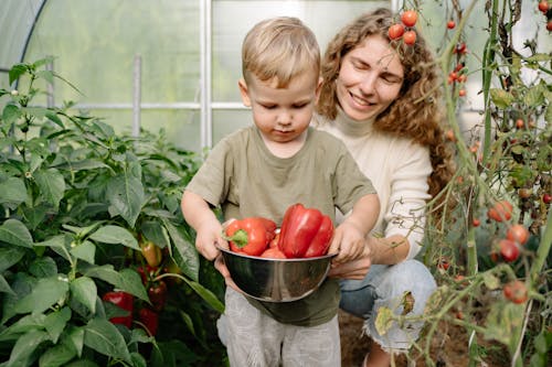Free A mother and her son pick fresh red peppers in a lush greenhouse setting. Stock Photo