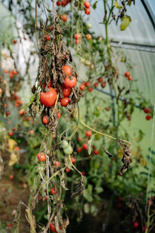 Tomatoes Growing in a Greenhouse 