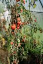 Red Round Fruit on Tree
