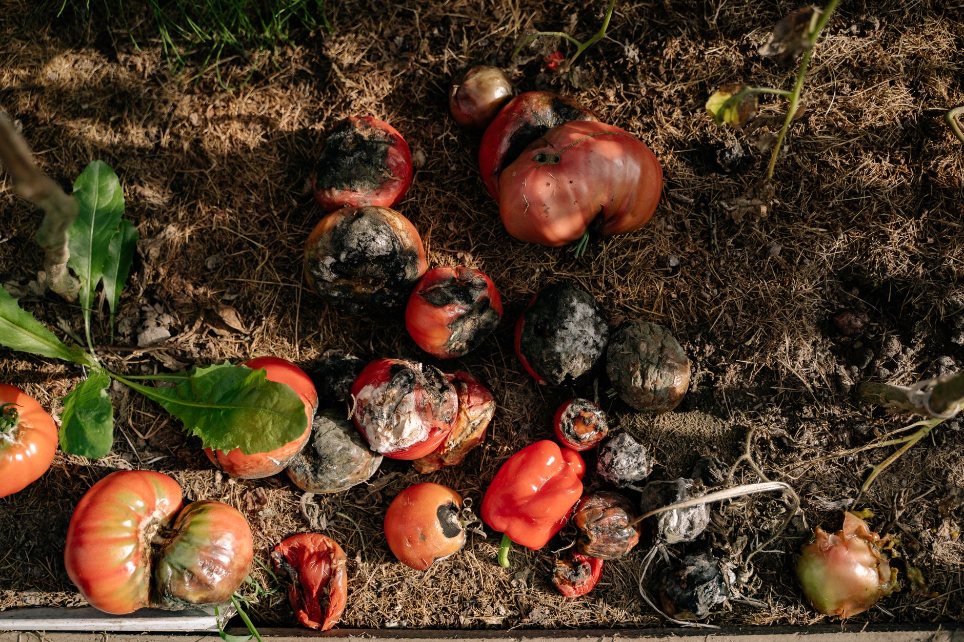 gardener checking stored vegetables for spoilage