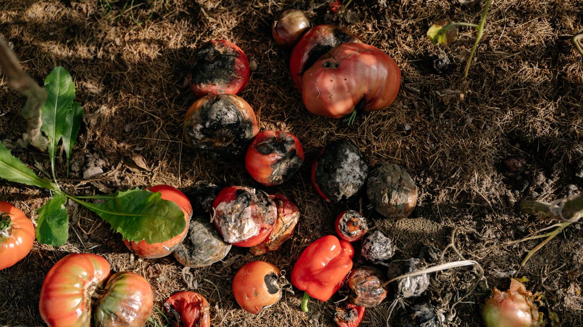 Lutte naturelle contre les maladies du potager en automne - illustration