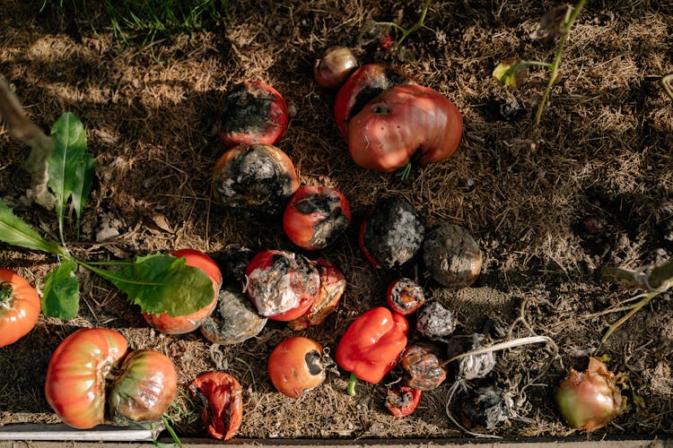 Photo Of Rotten Vegetables