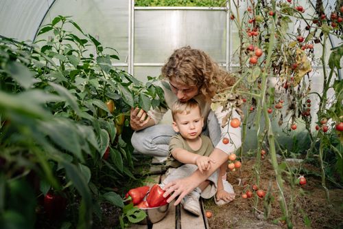 Free A mother and child harvesting tomatoes and peppers in a vibrant greenhouse garden. Stock Photo