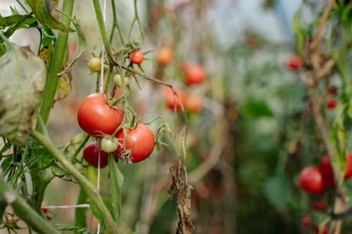 Free Fresh ripe tomatoes growing on the vine in a greenhouse setting, showcasing organic farming. Stock Photo