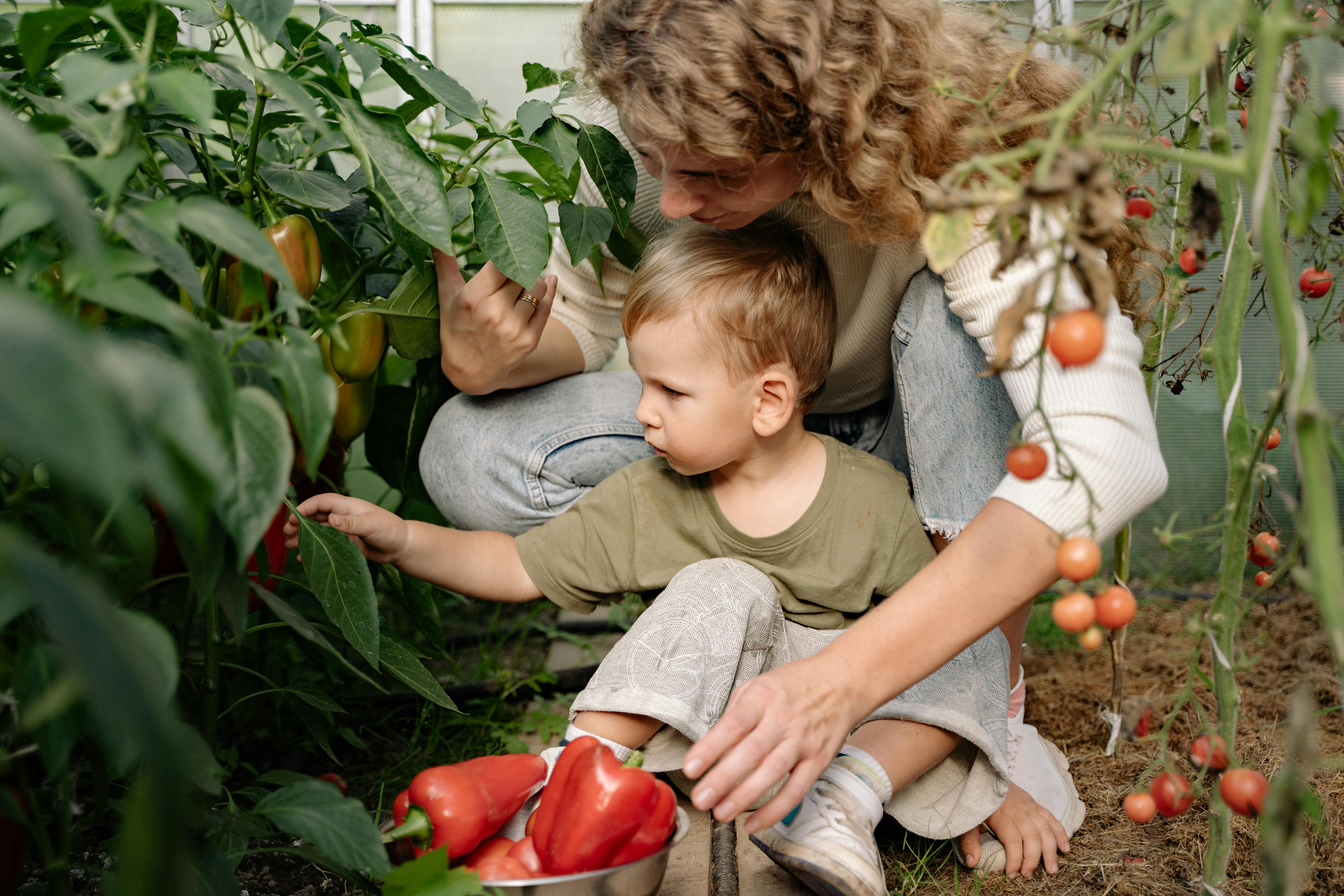 mother and son picking ripe red bell peppers