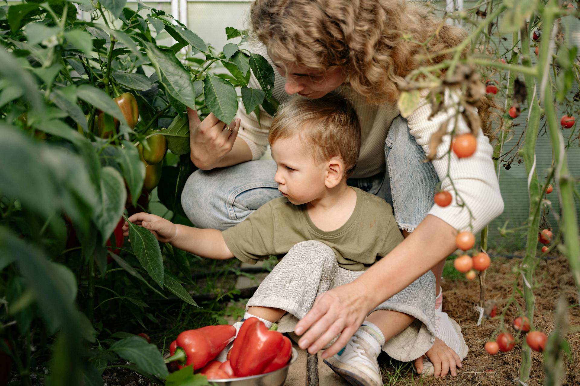 A mother and her young son picking fresh red bell peppers in a greenhouse garden.