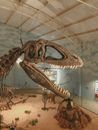 Brown and White Dinosaur Skeleton