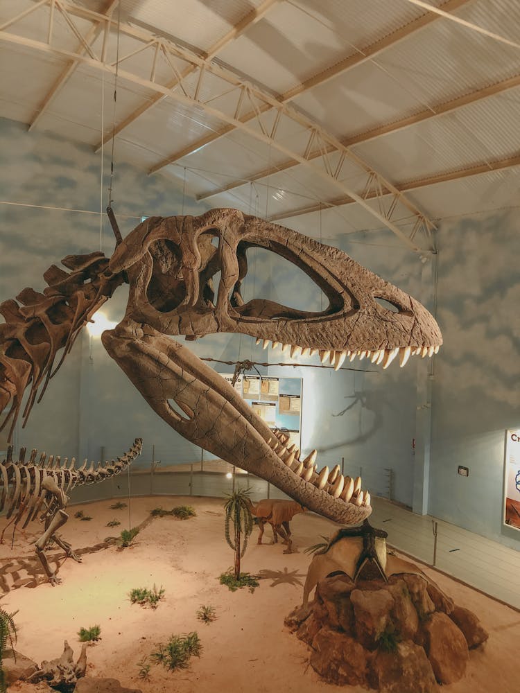 Skeletons Of Dinosaurs In A Museum