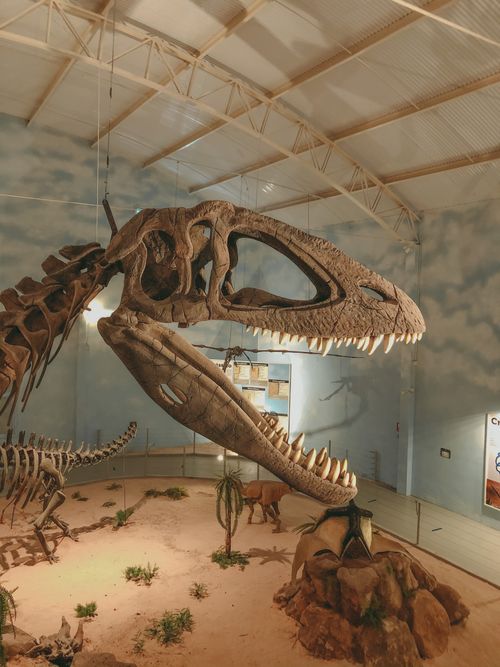 Free A detailed dinosaur skeleton display in a modern museum setting. Stock Photo