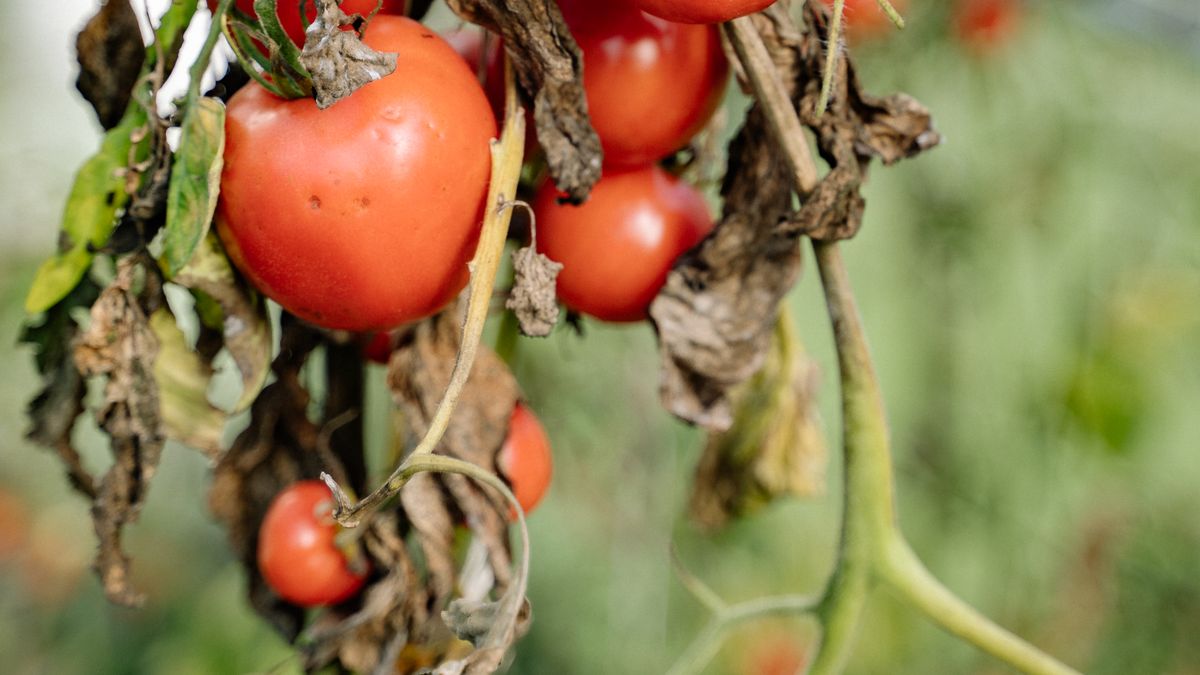 Les meilleures techniques de paillage pour le potager en été - illustration