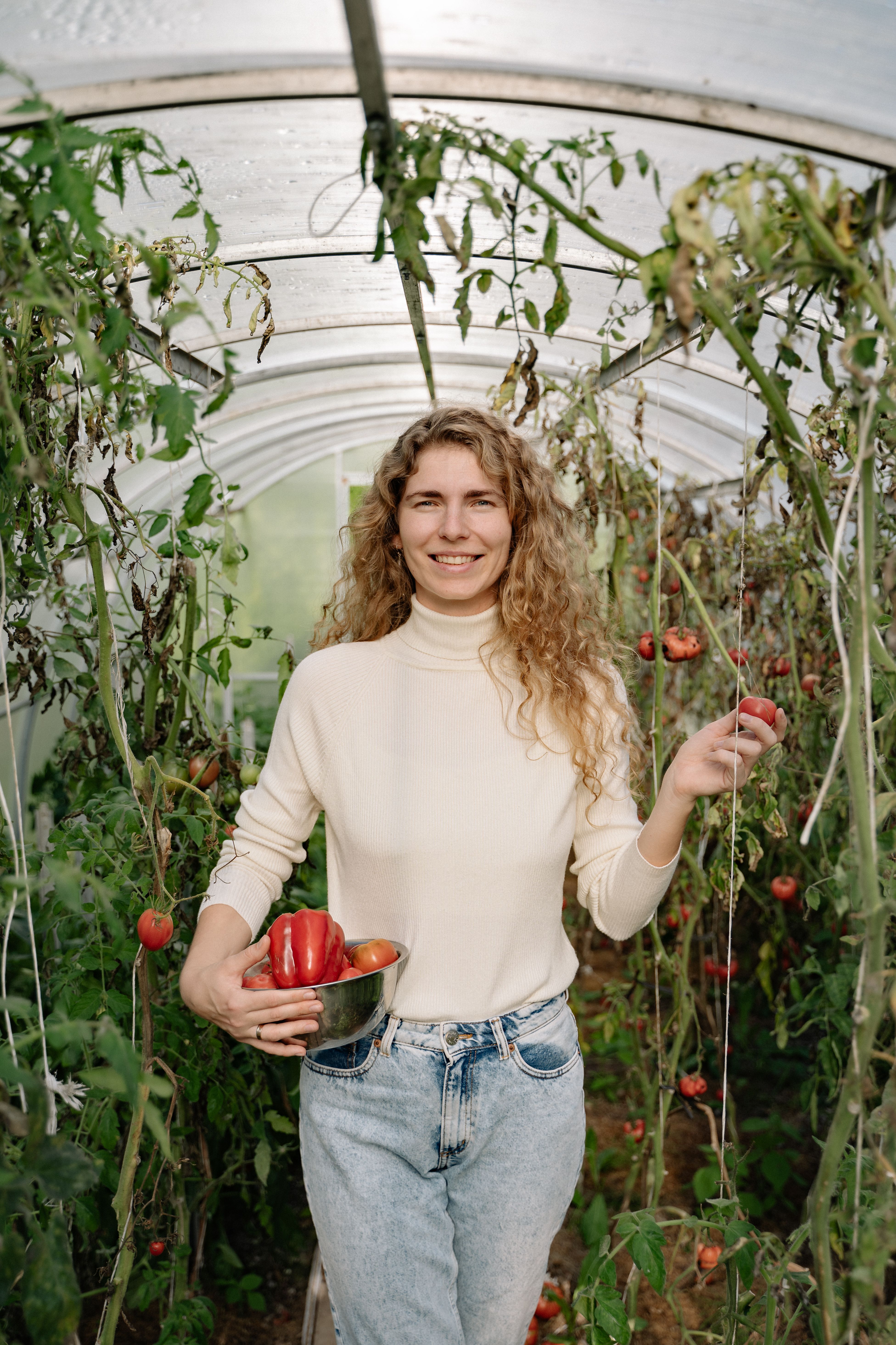 A woman harvesting red peppers in a greenhouse, surrounded by vibrant green plants.