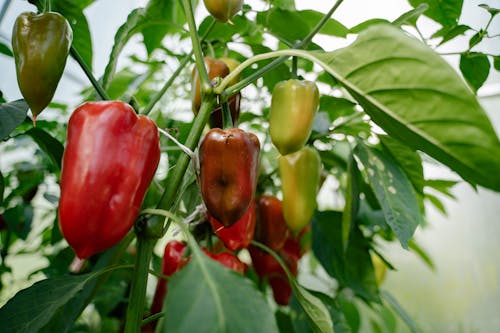 Ball Peppers Growing in Garden