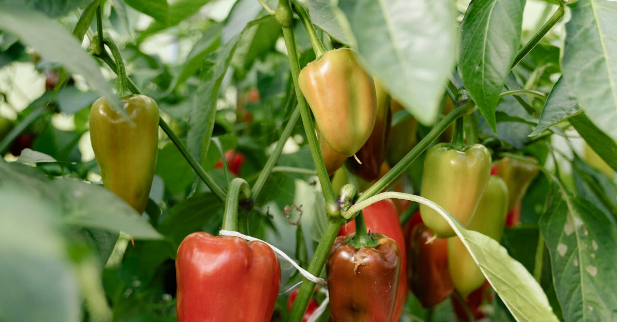 How to freeze bell peppers from the garden