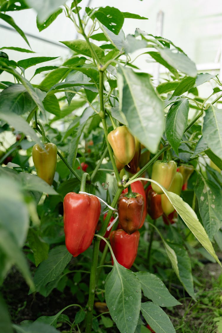 Ball Peppers Growing In Garden