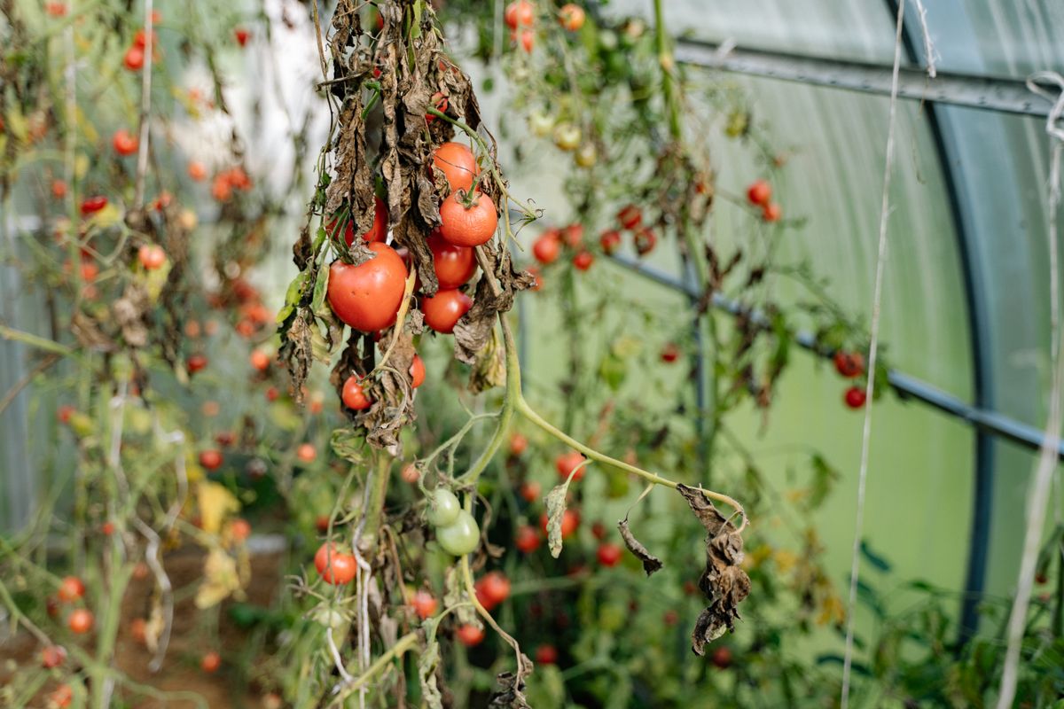 Maladies de la tomate : les reconnaître - Les maladies bactériennes et virales de la tomate