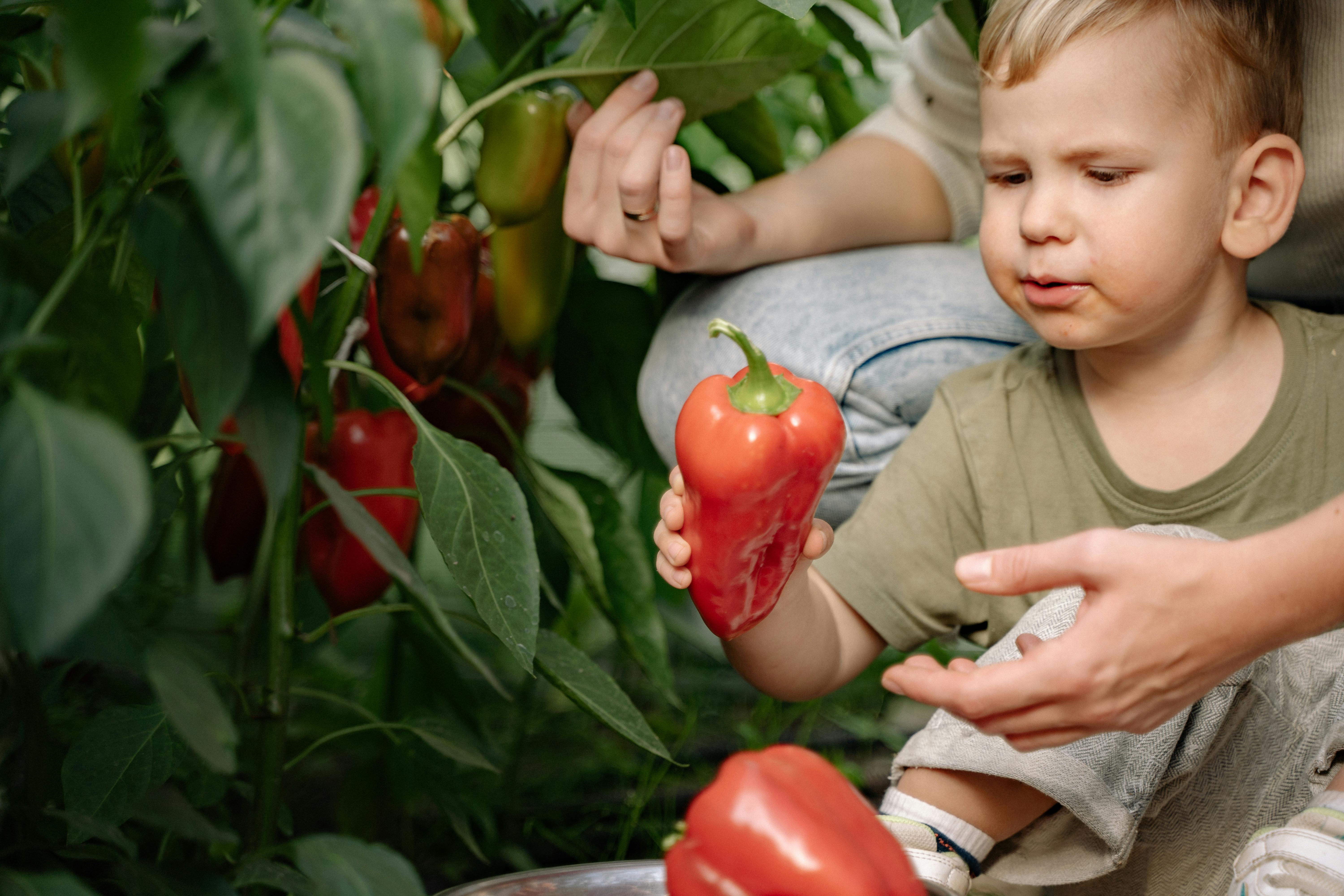 a young boy holding a red bell pepper