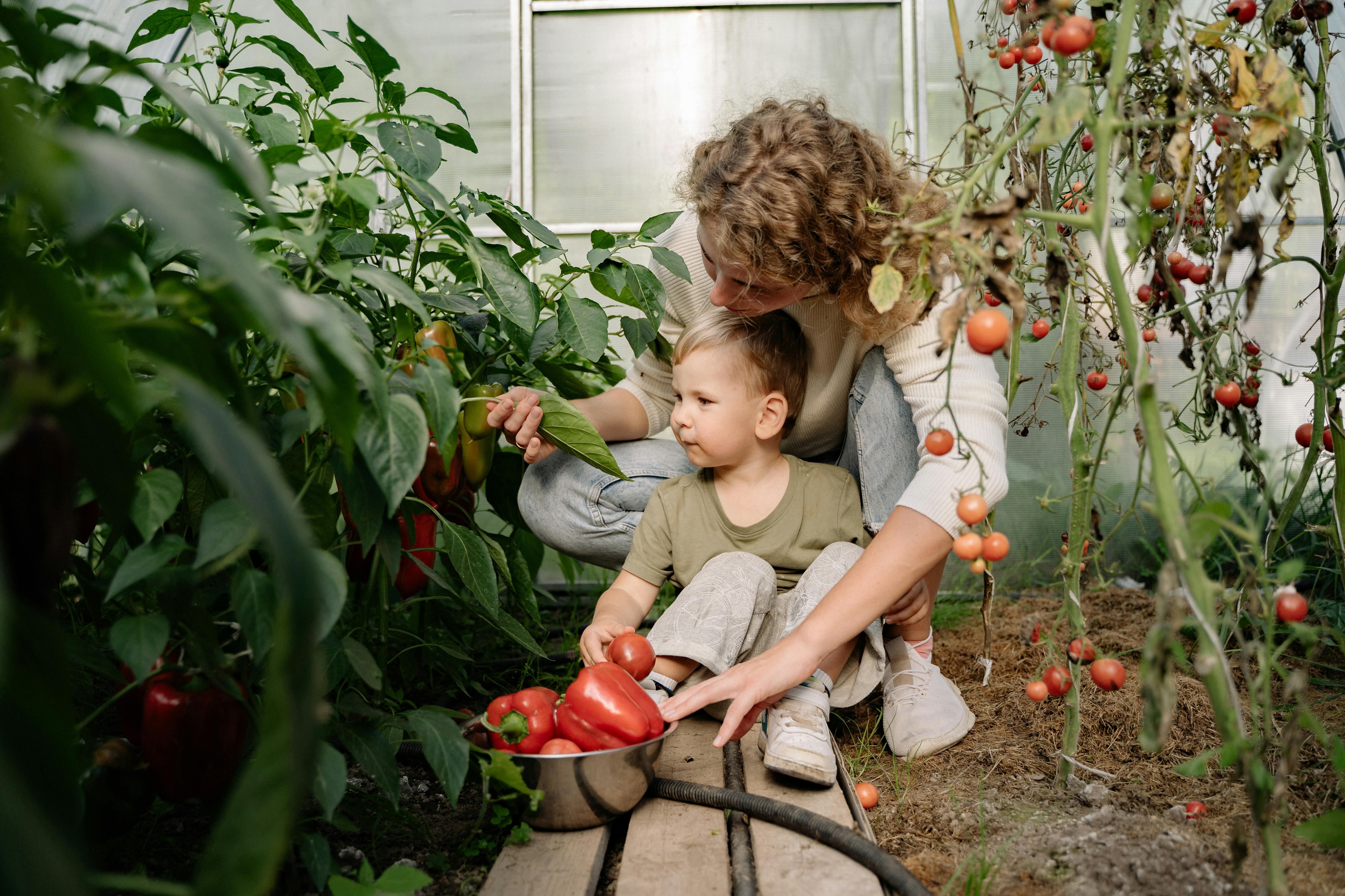 a woman harvesting red peppers and tomatoes at the garden