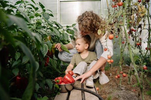 Free A Woman Harvesting Red Peppers and Tomatoes at the Garden
 Stock Photo