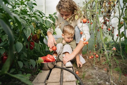 Free A mother and her young son harvest tomatoes and peppers together in a lush greenhouse. Stock Photo